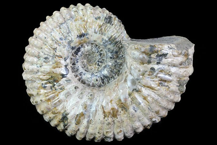 Bumpy Douvilleiceras (Tractor) Ammonite - Madagascar #75993